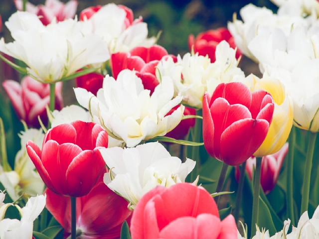 【全国最大手グループ店】札幌、水戸、土浦、横浜、松山、福岡、熊本、那覇に総数50以上の店舗型ヘルスを展開する『イエスグループ』の『大人の巨乳の女性』をメインに募集しているお店です。(YESグループGlamourGlamour R30:中洲/博多/天神周辺/店舗型ヘルスコンパニオン)