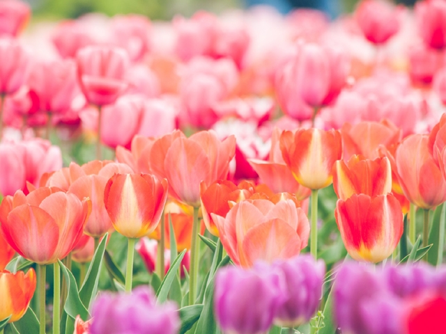 【バレ対策万全の店舗型】当店は接客前にお客様の顔をしっかり確認できる『モニター確認』や『ミラー確認』が出来る店舗型のヘルス店です。(YESグループGlamourGlamour R30:中洲/博多/天神周辺/店舗型ヘルスコンパニオン)